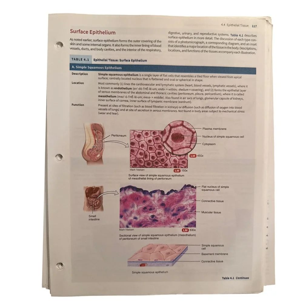 Anatomy Physiology Volume 1 Robert J. Amitrano,‎ Gerard J. Tortora BCC Textbook